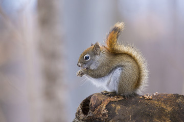 American Red Squirrel -