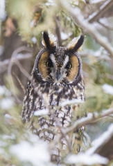 Long-eared Owl 