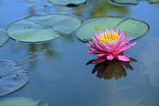 Water lily on the dark of the lake