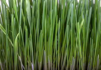 Wheat grass, young wheat sprouts
