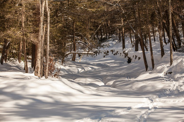 Frozen forest with snow