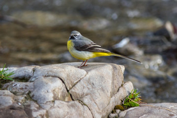 Grey wagtail (Motacilla cinerea) - mountain stream of river stones. Grey wagtail on river stones of a mountain stream, with beautiful bokeh of water