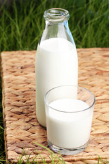 fresh milk in glass jug and glass on fresh green grass