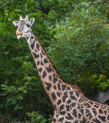 Masai Giraffe