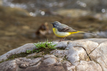 Grey wagtail (Motacilla cinerea) - mountain stream of river stones. Grey wagtail on river stones of a mountain stream, with beautiful bokeh of water