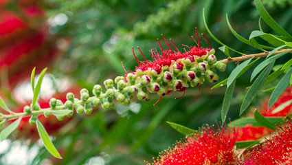 Kallistemon or red stigma or beautiful stitch