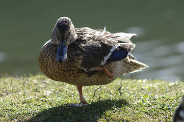 Ente und Schwan am Seeufer im Frühling