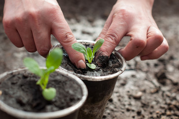 Planting of plants in the soil in spring