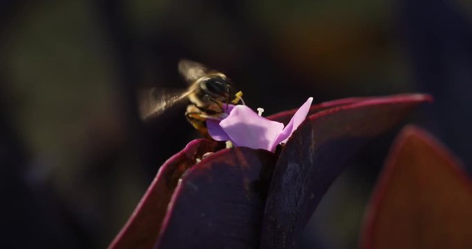Micro shot of the Flowers
