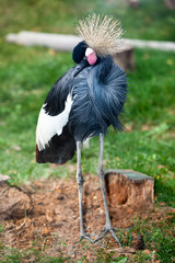 Naklejka premium West African Crowned Cranes