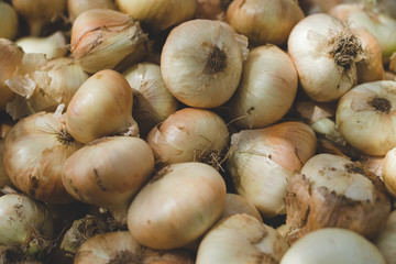 texture of the onion