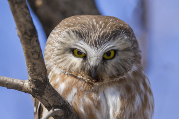 Northern Saw-whet Owl portrait