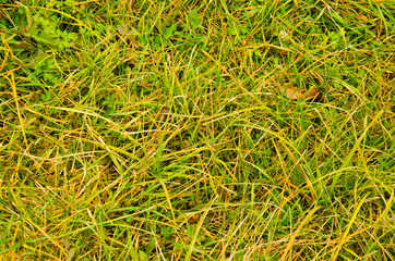 Green and yellow grass. Autumnal background