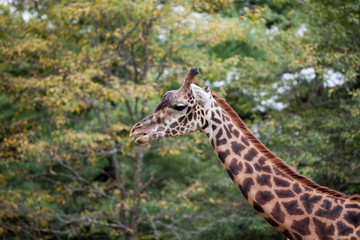 Masai Giraffi