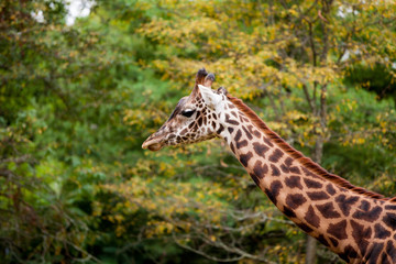 Masai Giraffi