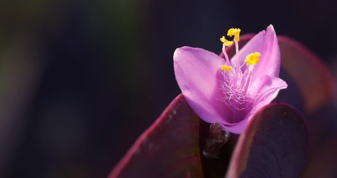 Micro shot of the Flowers
