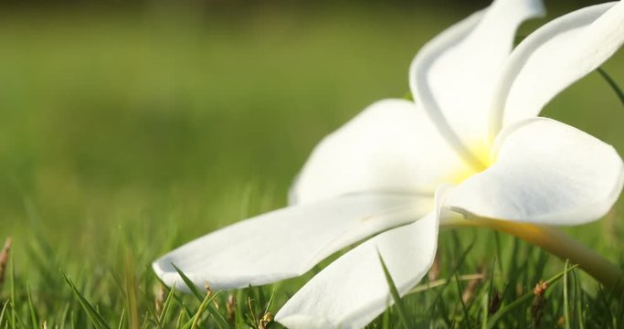 Micro shot of the Flowers