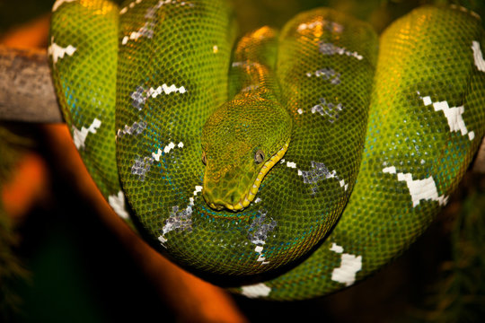 Green tree python snake