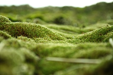A macro shot of a moss that looks like a fantasy landscape