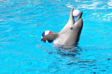 Dolphin playing with the beach ball in the pool