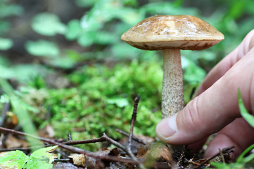 boletus mushrooming man