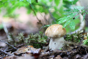 boletus mushroom drop of water