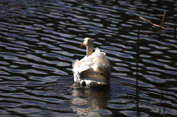 Ente und Schwan am Seeufer im Fr&uuml;hling