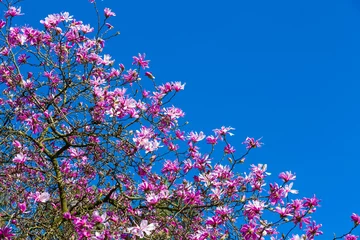 Photo sur Plexiglas Magnolia Magnoliacées