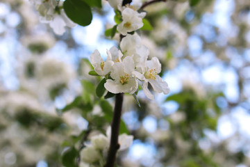 flower apple tree macro