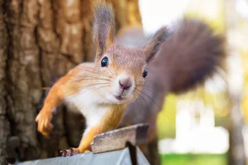 Foto op Canvas eekhoorn op een boom © alexbush