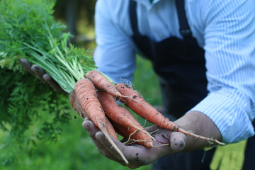 gardener man holding carrot harvest in a hand