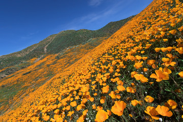 Obraz premium Kalifornia Złoty Mak kwitnący w Walker Canyon, Lake Elsinore, CA.