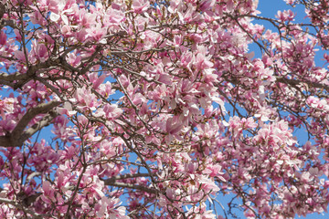 Magnolia tree blossom