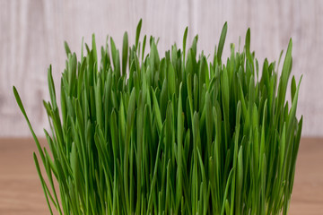 Fototapeta na wymiar Green wheat sprouts