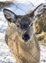 deer, animals, winter, snow, wild world, cold, frost, paddock, hides, wool, life, fence, fence, ears, forage, racetrack, racing, running, sports, nature, driving