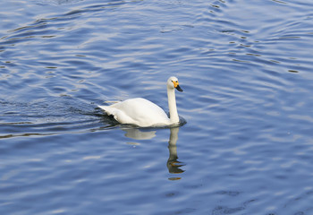 Fototapeta na wymiar graceful white Swan swimming on a blue lake