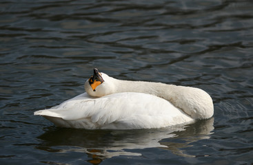 Naklejka premium white Swan swimming on a blue lake, craning his thin neck