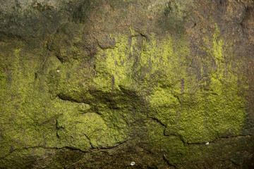 Backdrop nature mossy rock abstract