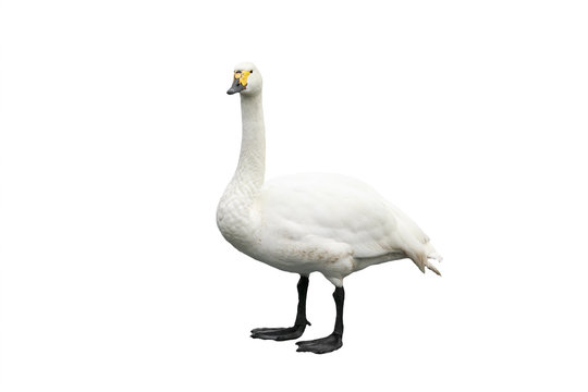 Swan is in full growth isolated on a white background