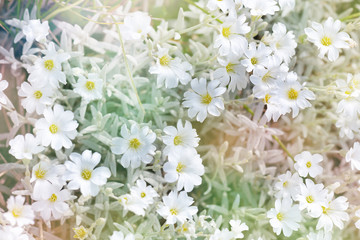 Summer white flower, Cerastium