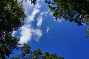 Fototapeta premium Schaalsee in Mecklenbrurg-Vorpommern