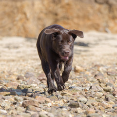 Dog labrador, chocolate puppy running on the beach 