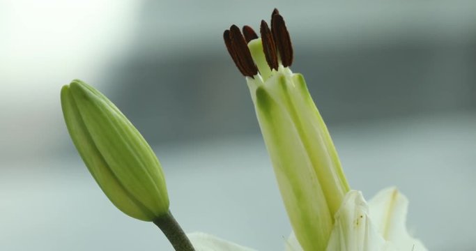Micro shot of the Flowers
