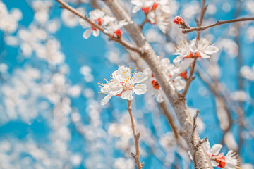 Spring flowers of the apricot tree, macro. Photo toned