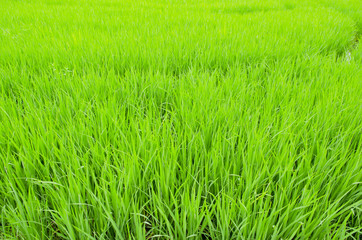 The rice farm in the country, Agricultural site in, Thailand