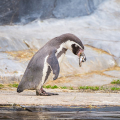 Humboldt Penguin, Spheniscus humboldti, eating fish 