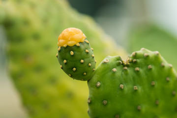 Mexican cactus blooming with orange flower
