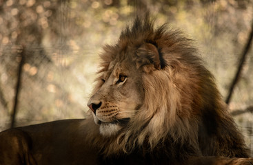 Lion, King of the Beasts Profile