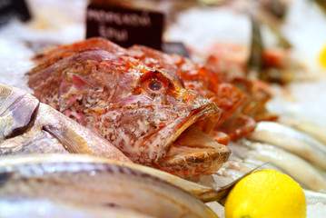 Photo of fish in ice