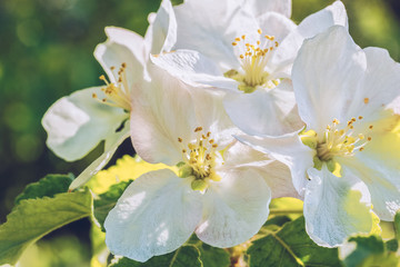 White apple blossoms on a background of green leaves, close-up